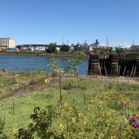 Environmental restoration project in progress on the bank of an urban river.