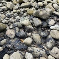 Oiled, rocky shoreline.