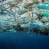 underwater photo looking up through marine debris floating on the surface.