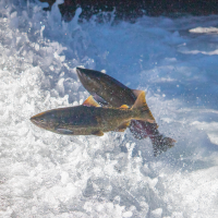 Chinook salmon jumping out of water.