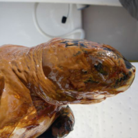 A Kemp's Ridley sea turtle covered in oil from the Deepwater Horizon oil spill i