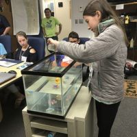 Girl in classroom pouring liquid into fish tank. Image credit: NOAA.