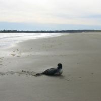 Bird covered in oil on sandy beach.