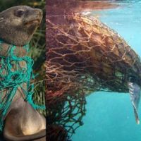 Animals entangled in nets. NOAA.