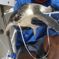 Sea turtle being held with string in mouth.