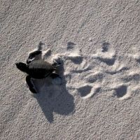 Small turtle on sand with turtle tracks.