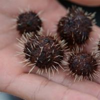 Tiny spikey sea urchins in palm of a hand.