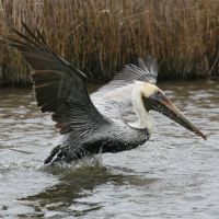 Pelican escaping oiled waters after Eagle Otome spill.