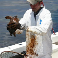 A man holding an oiled sea turtle. 