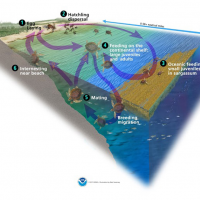 Map of the Month: Sea Turtle Nesting Habitat Density | response ...