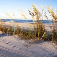 A view of tall grass on a sandy beach with ocean in the background. 