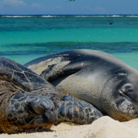 A sea turtle and a seal.
