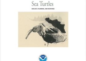 A cover on an "Oil and Sea Turtles" guide.