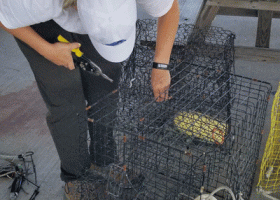 A person repairing a crab pot.