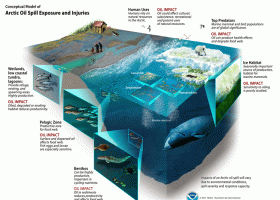 A graphic of oil impacts in an ecosystem.