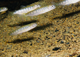 Four Pacific Region Juvenile Chinook salmon. 