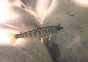 Juvenile Chinook salmon. Salmon habitat will be restored as part of the proposed settlement. Credit: U.S. Fish and Wildlife Service