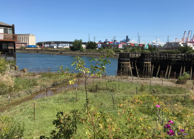 A view of an urban waterfront featuring a calm river and fencing around green habitat in the foreground. Industrial structures, shipping containers, and cranes dominate the background skyline under a clear blue sky.