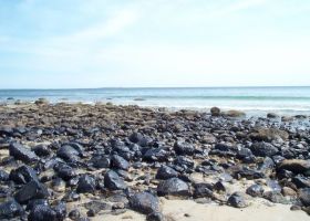 Rocky intertidal shoreline habitat covered in oil in Massachusetts. 