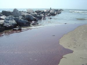 Oil on a beach.