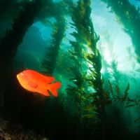 A fish in seaweed.