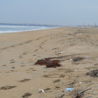 Marine debris on a beach.