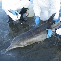People in white coats working with a dolphin.