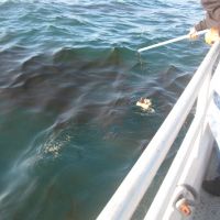 Oil slick as seen from a boat.