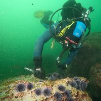 Diver removing urchins at the sea floor. 