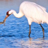 Heron in the water with crab in its beak.