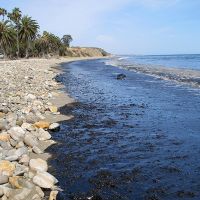 Oil covering a large portion of a beach.