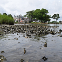 Riverbank with building and vegetation in the background. 