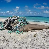 Dead seal tangled in nets.