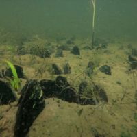 Underwater image of mussels.