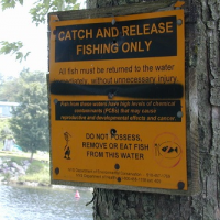 "Catch and release only" warning sign posted on a tree.