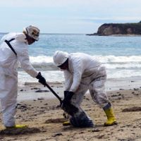 Two cleanup crew members gathering spilled oil on Refugio State Beach, California in 2015. 