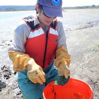 Woman with rubber gloves working with samples in a bucket.