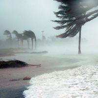 Palm trees blowing in strong wind on a beach.