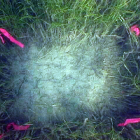 An area of seagrass on the sea floor. 