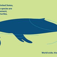 Poster showing a whale and a seal entangled with string.