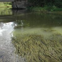 Water celery in a river.