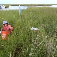 Woman in marshes with bucket.