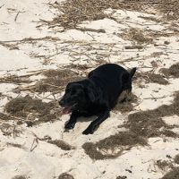 A trained oil-detecting canine searches for subsurface oil on a beach. Photo: NOAA