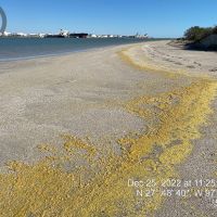 Yellowish waxy petroleum product observed on a beachy shoreline.