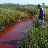  An individual stands next to a diesel fuel spill in a marsh channel.