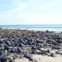 Rocky intertidal shoreline habitat covered in oil in Massachusetts. 