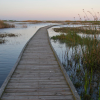 A walking path through a marsh area.
