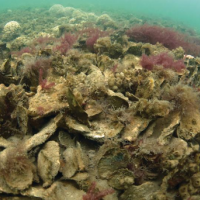 An oyster reef.