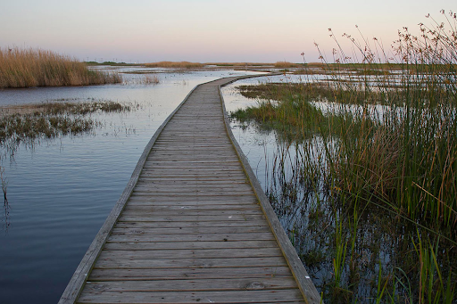 A walking path through a marsh area.