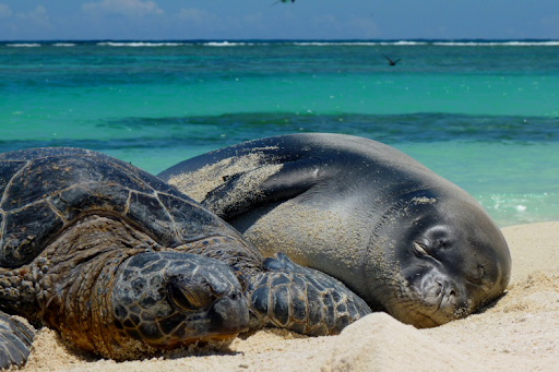 A sea turtle and a seal.